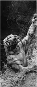Tigris