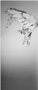 Splash